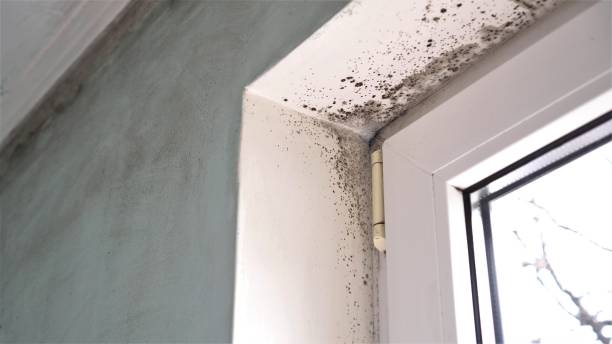 Best Commercial Mold Remediation in Auburndale, FL