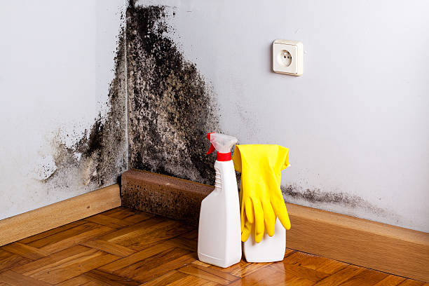 Best Mold Testing and Inspection Services in Auburndale, FL